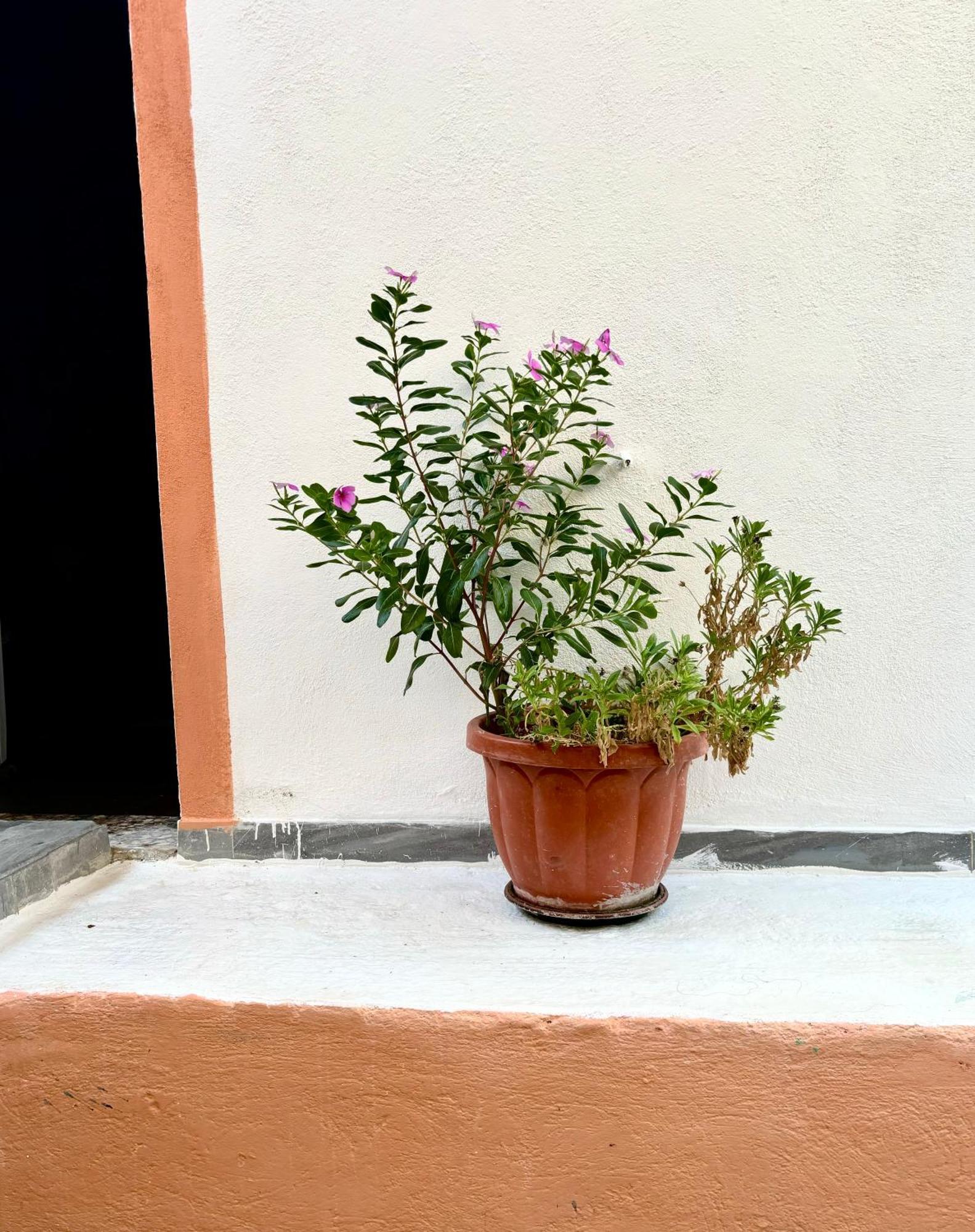 Apartment Traditional Corfiot House Perivolion